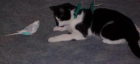 Blanding af racer Yatzy - Yatzy og hendes bedste ven - Magic - de er vokset op sammen, så katten tager ikke fuglen og det er somregel fuglen der angriber katten. billede 4