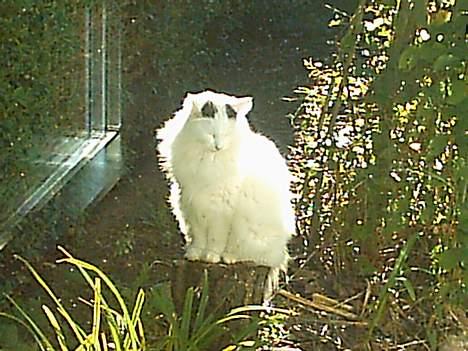 Norsk Skovkat Zoojack billede 1