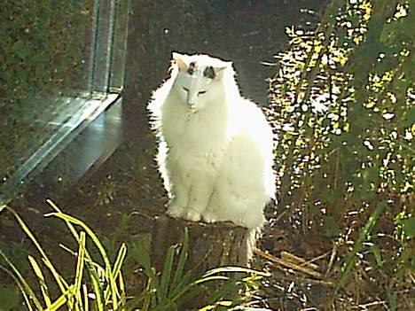 Norsk Skovkat Zoojack billede 2