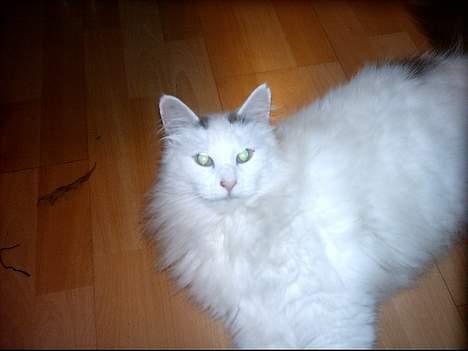 Norsk Skovkat Zoojack billede 3