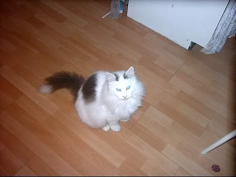 Norsk Skovkat Zoojack billede 4