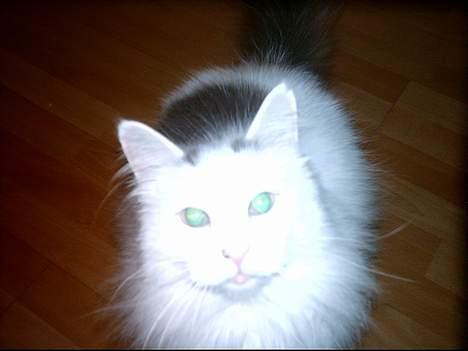 Norsk Skovkat Zoojack billede 5