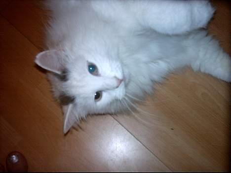 Norsk Skovkat Zoojack billede 6