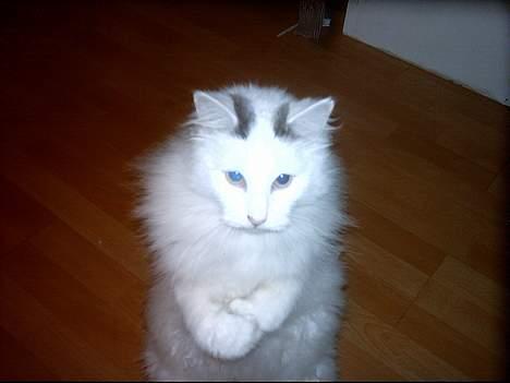 Norsk Skovkat Zoojack billede 7