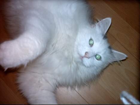 Norsk Skovkat Zoojack billede 8