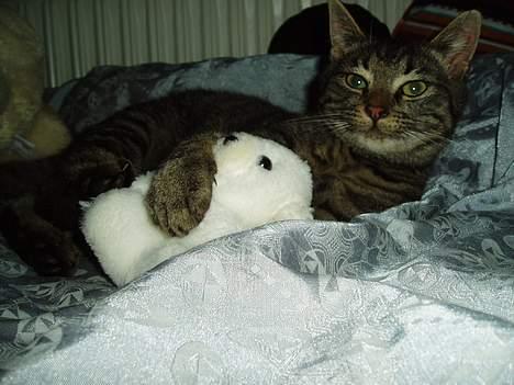 Blanding af racer Pusser - her ligger han med sin bamse billede 5