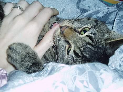 Blanding af racer Pusser - arhh...det smager godt...! billede 6