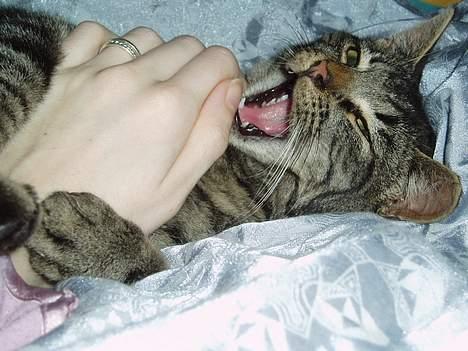 Blanding af racer Pusser - gaab....jeg er lidt træt billede 7