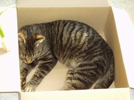 Blanding af racer Pusser - han ligger og sover i en papkasse billede 8