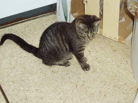 Blanding af racer Pusser - hvad er det...? billede 9