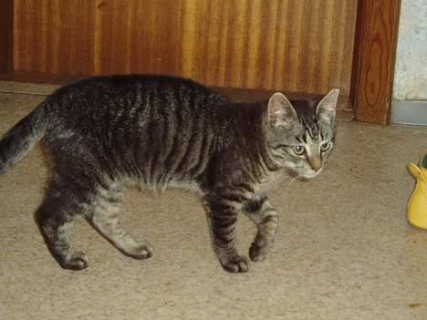 Blanding af racer Pusser - nu går jeg hen og leger med den snor...!! billede 10