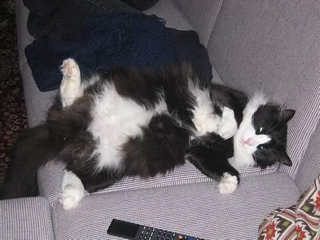 Norsk Skovkat Dansbjergs Romeo - En aften i sofaen ;) billede 7