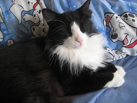 Norsk Skovkat Dansbjergs Romeo - Ligger i min seng :) billede 8