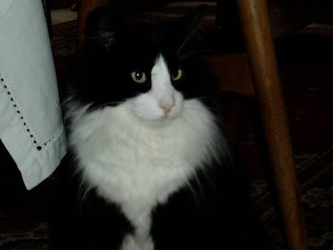 Norsk Skovkat Dansbjergs Romeo - Romeo - 1.juledag =) Glaad =) billede 9