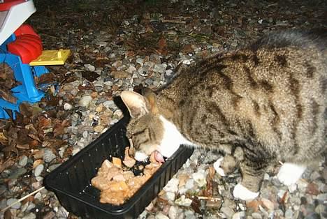 Blanding af racer Mille *død* - Mmmm ... Mad billede 6