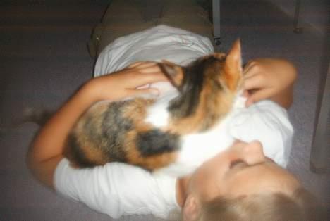 Blanding af racer Fifi *død* - her ligger jeg godt billede 6