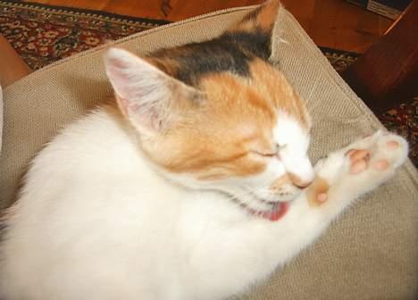 Blanding af racer Fifi *død* - man skal i bad nogle gange billede 7