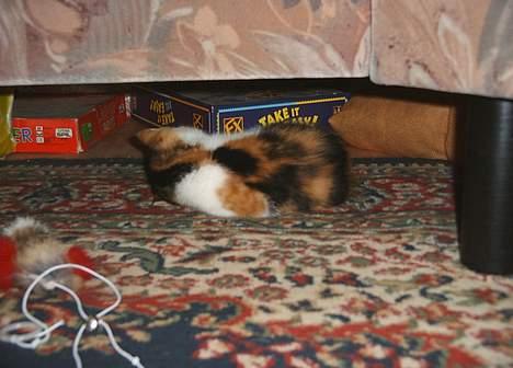 Blanding af racer Fifi *død* - nu kan de bare ikke nå mig billede 8