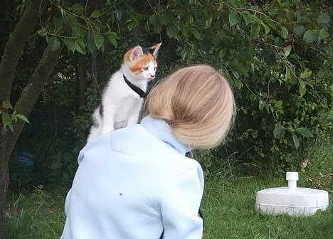 Blanding af racer Fifi *død* - her er god udsikt billede 9