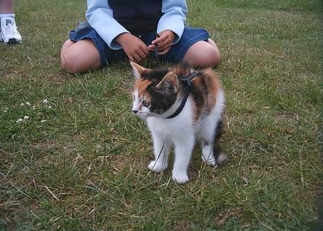 Blanding af racer Fifi *død* - føste gang jeg er ude, og så ser jeg et spøglse billede 10