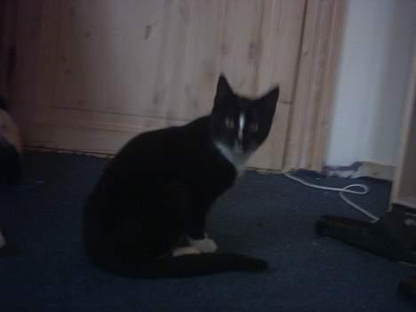 Blanding af racer Lille mus... billede 8