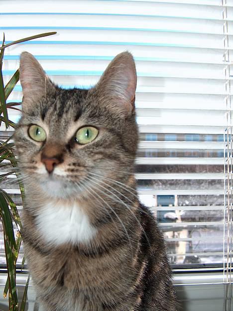 Blanding af racer Buster - Se lige hvor fotogen jeg er billede 1