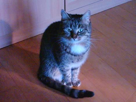 Blanding af racer Buster - Hun håber vist at det er ok at hun hopper op på mit skød her hi hi billede 2