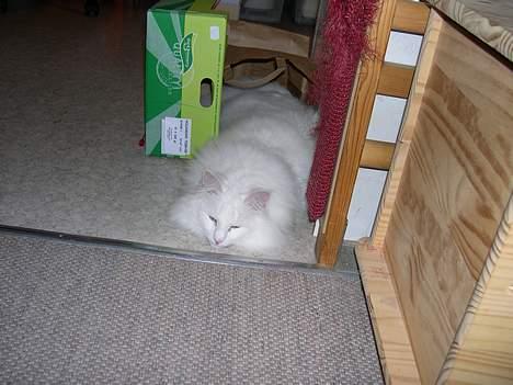 Norsk Skovkat garfield - Uh, hvor er der dejlig tryk. billede 2