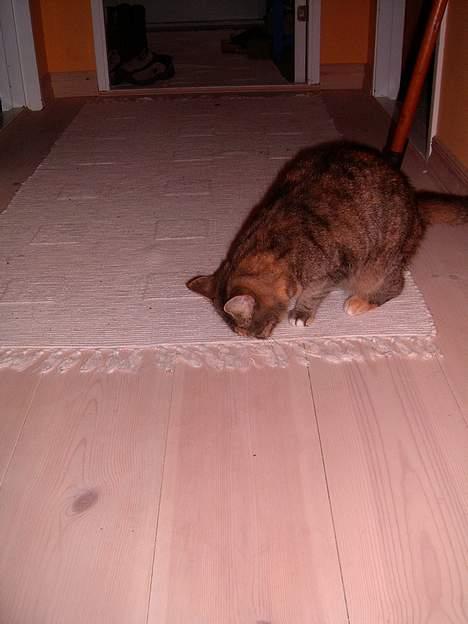 Blanding af racer isis billede 2