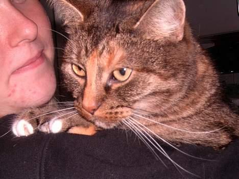 Blanding af racer isis billede 4