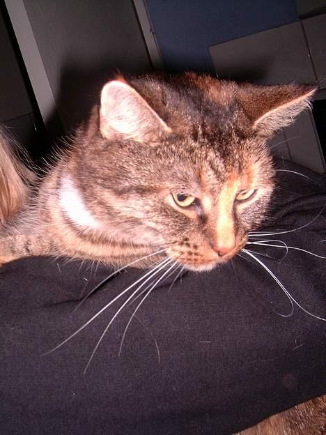 Blanding af racer isis billede 5