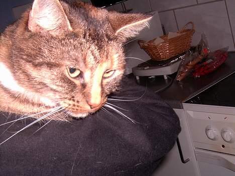 Blanding af racer isis billede 6