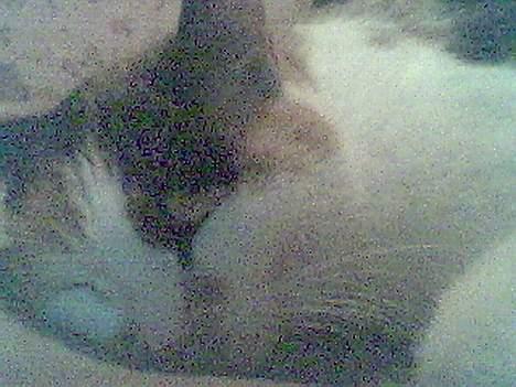 Blanding af racer Gizmo billede 6