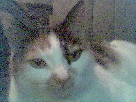 Blanding af racer Gizmo billede 7