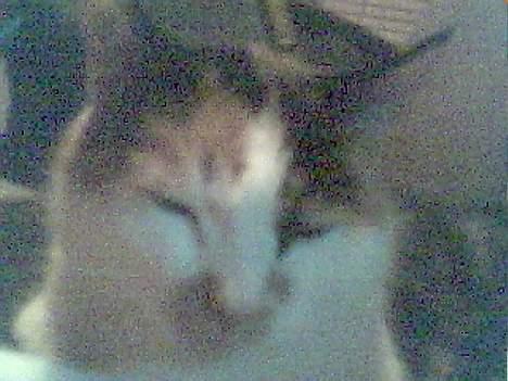 Blanding af racer Gizmo billede 8