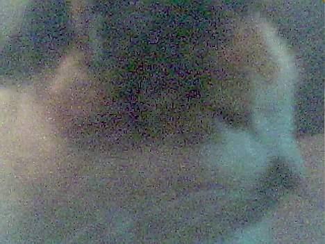 Blanding af racer Gizmo billede 10