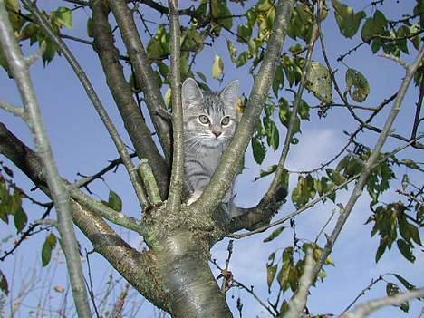 Blanding af racer Silke - som i kan se står hun som en foto model billede 1
