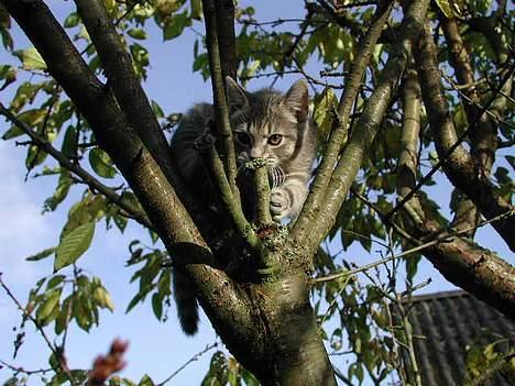 Blanding af racer Silke - lidt tiger look fra lille silke billede 2