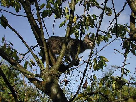 Blanding af racer Silke - det lille mini rovdyr billede 3