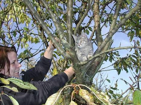 Blanding af racer Silke - prøv at se om du kan nå mig.. hihi billede 4