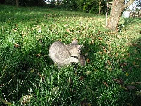 Blanding af racer Silke - første gang på græsplænen... uff *G* billede 6