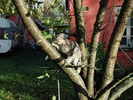 Blanding af racer Silke - op det store træ for første gang.. billede 7
