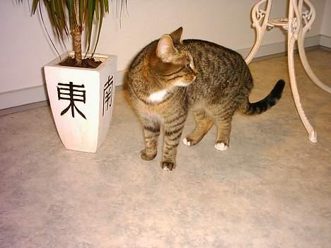 Blanding af racer Buster - Hey hvem er det der kommer billede 3