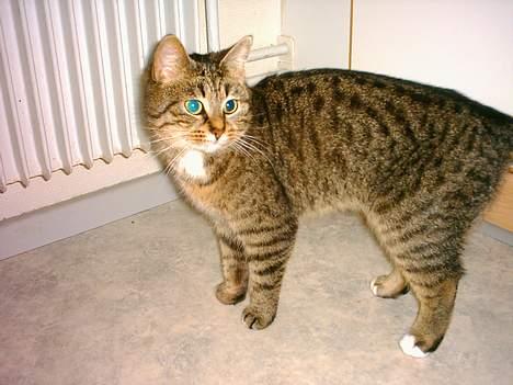 Blanding af racer Buster - Har fået øje på noget her billede 4