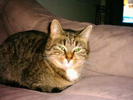 Blanding af racer Buster - Er jeg ik dejlig... billede 5