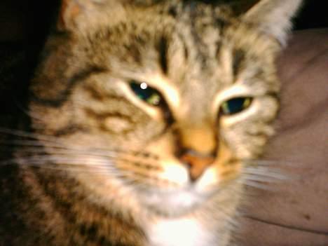 Blanding af racer Buster - Nej flyt det kamara jeg gider ikke billede 6