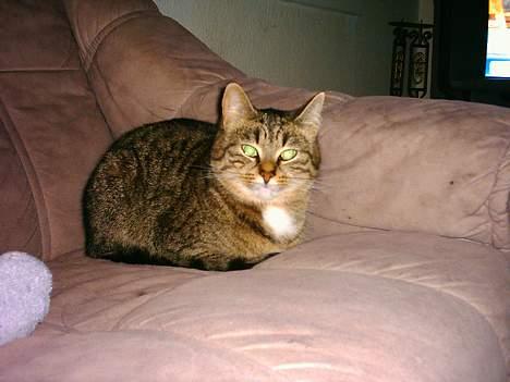 Blanding af racer Buster - Ej hold nu op med at tage billeder af mig... billede 7