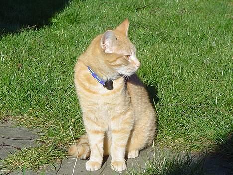 Huskat Kyou - Kyou i haven! hvor han nyder solen! billede 7