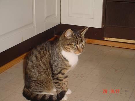 Blanding af racer Cleopatra billede 7