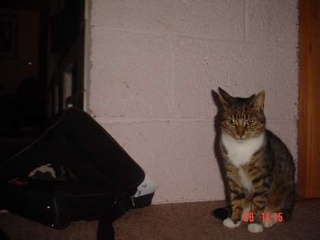 Blanding af racer Cleopatra billede 8